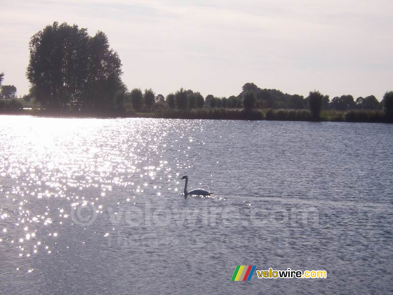 A swan on the lake