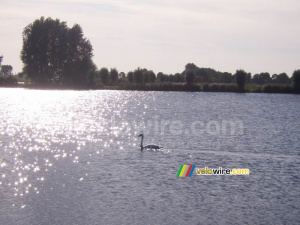 A swan on the lake (316x)