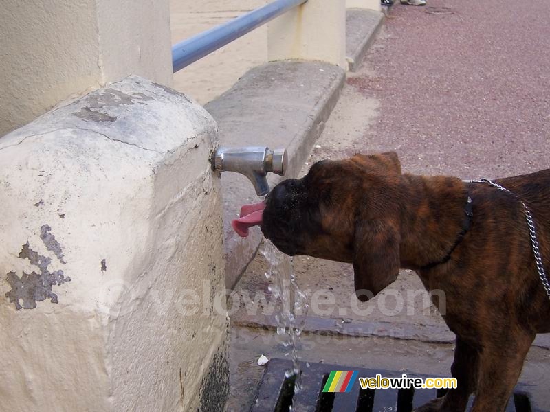 Le chien boit directement depuis le robinet !!