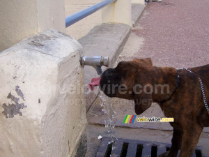 Le chien boit directement depuis le robinet !! (305x)