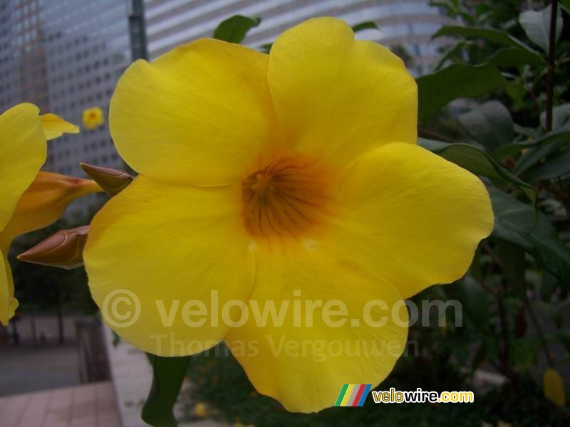Een mooie gele bloem