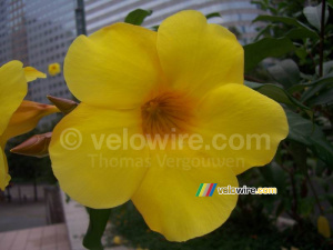 A beautiful yellow flower (353x)