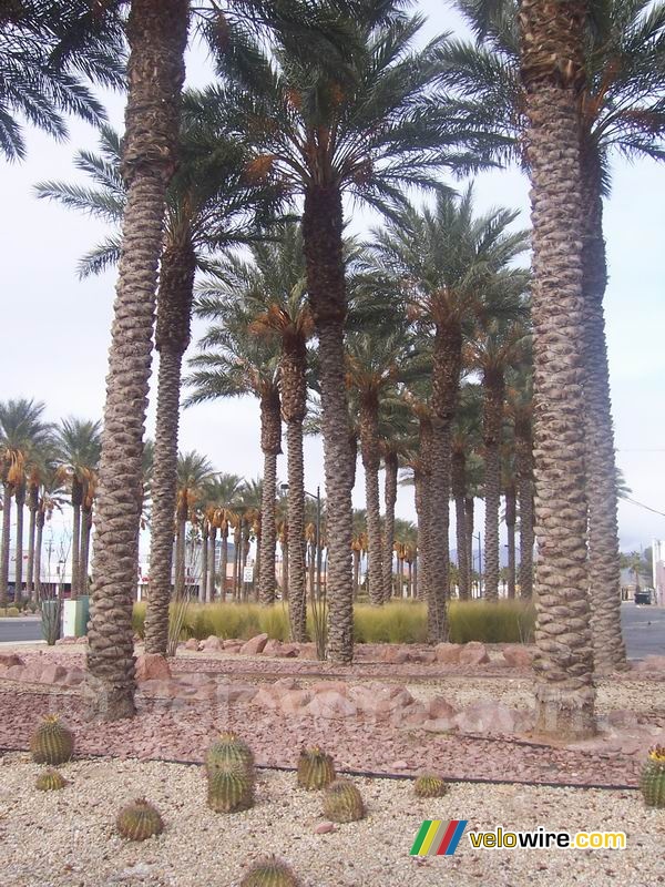 Palm trees and cactusses