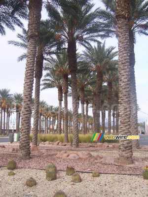 Palm trees and cactusses (239x)