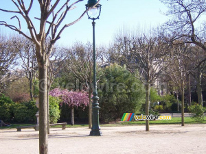 Un arbre en fleurs parmi d'autres arbres au Parc du Champs de Mars (515x)