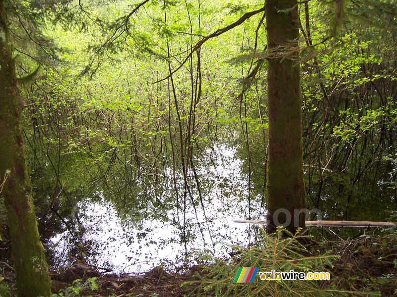 A lake in the middle of the forest