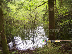 Un lac en plein milieu de la forêt (324x)