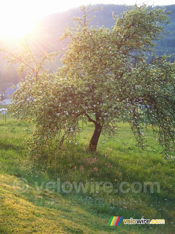 Un arbre fleuri devant le soleil couchant