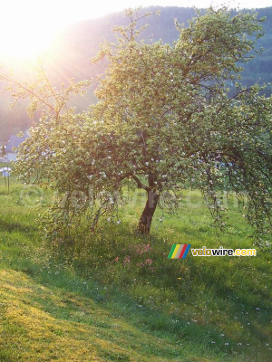 Un arbre fleuri devant le soleil couchant (432x)