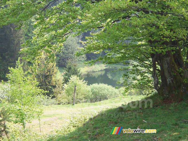 Een meertje in de bossen