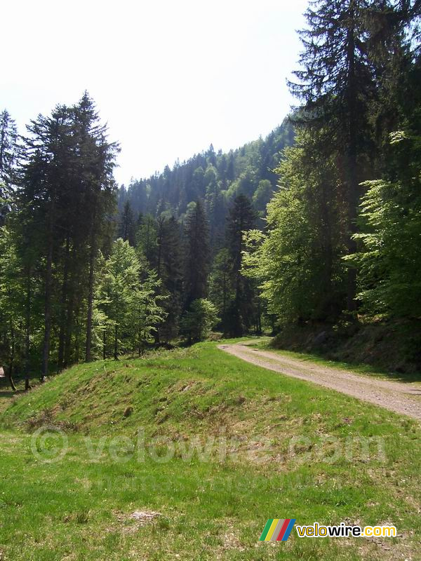 An abandoned forest road