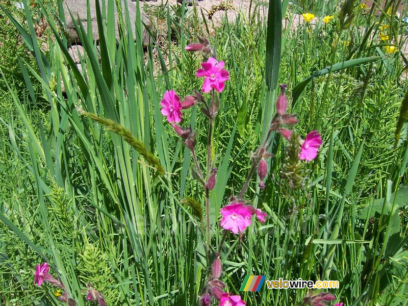 Des fleurs roses