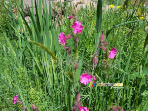 Pink flowers (283x)
