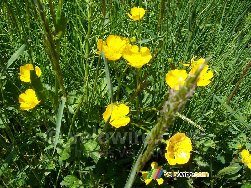 Butter flowers