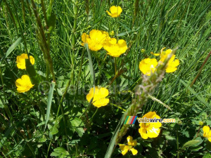 Butter flowers (368x)
