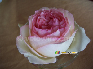 Une rose (507x)
