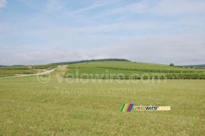 Un petit vignoble chablisien (627x)