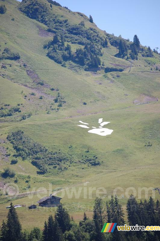 La vache du Grand Bornand sur le Col de la Colombière