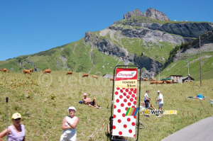 Des vaches sur le Cormet de Roselend (431x)