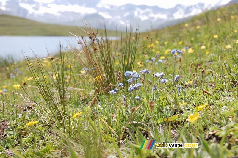 Quelques fleurs au Lac de l'Ouillette à Val d'Isère