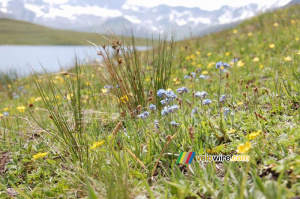 Quelques fleurs au Lac de l'Ouillette à Val d'Isère (553x)