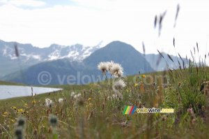 Quelques fleurs au Lac de l'Ouillette à Val d'Isère (2) (415x)
