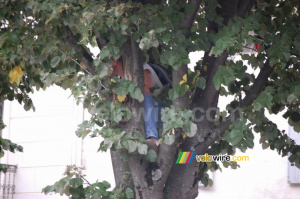 In Castres people even climb in the trees to see the Tour riders!! (538x)