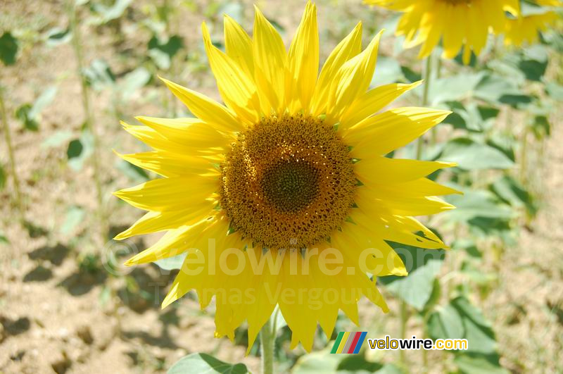 Un tournesol à l'endroit de notre pique-nique du midi