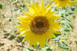 Un tournesol à l'endroit de notre pique-nique du midi (386x)