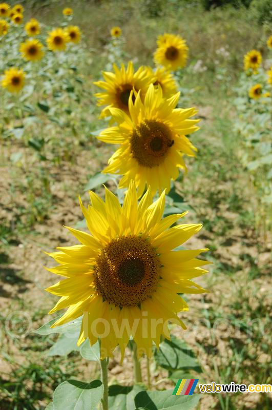 A field of sunflowers during our picknick stop