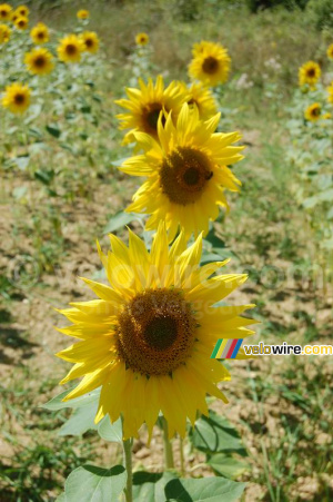 Un champ de tournesols à l'endroit de notre pique-nique du midi (398x)