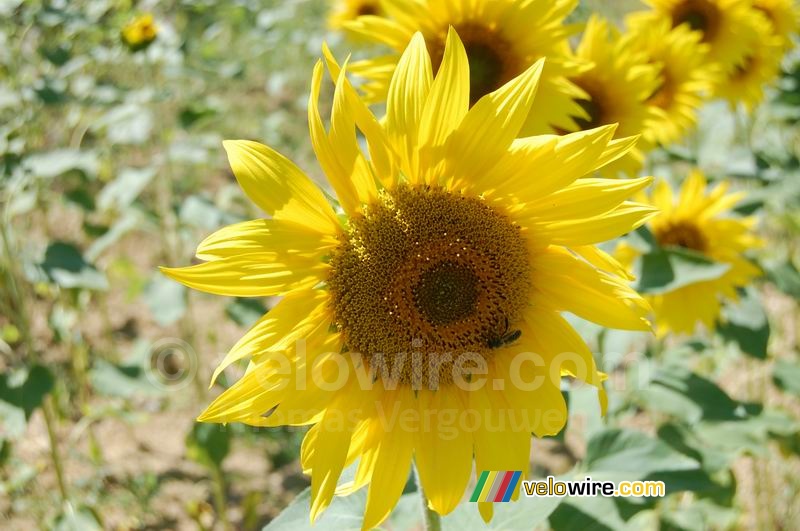 A sunflower during our picknick stop (2)
