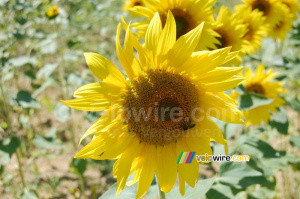 Un tournesol à l'endroit de notre pique-nique du midi (2) (400x)