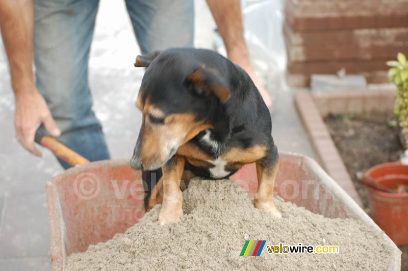 Beau in the barrow filled with sand