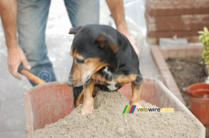 Beau in the barrow filled with sand (331x)