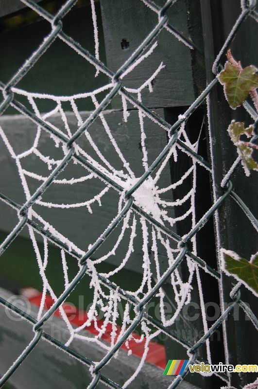 De spin heeft dit web vast niet zelf zo wit gemaakt ...