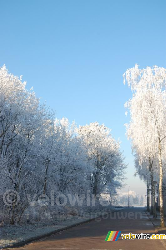 Entering the frosty forest ... 