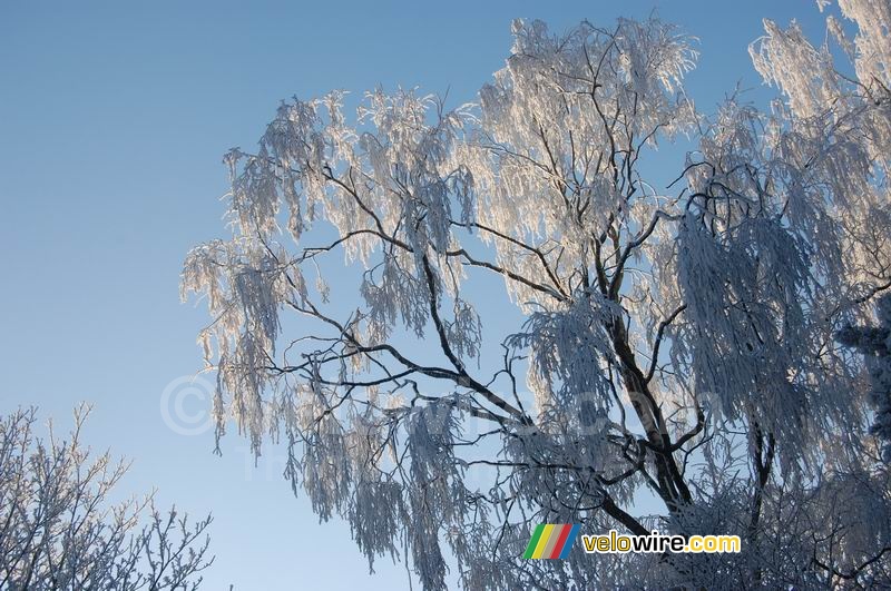 A white weeping willow!