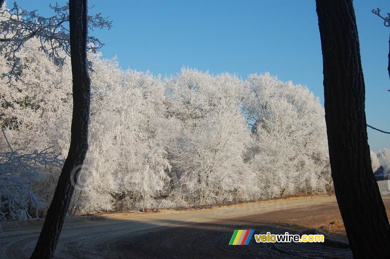 La forêt blanche