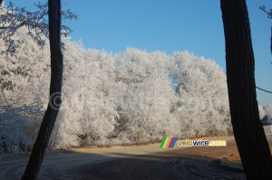 La forêt blanche (328x)