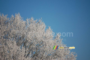 Le givre ... devant un ciel bleu ! (325x)
