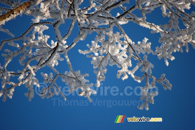 The blue sky behind the white branches