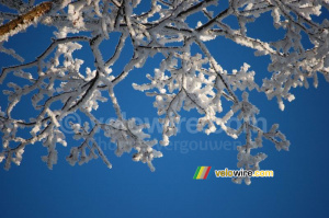 Des branches blanches devant un ciel bleu (318x)