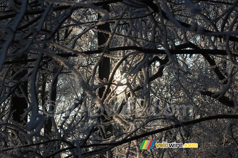 Le soleil perce à travers les arbres (2)