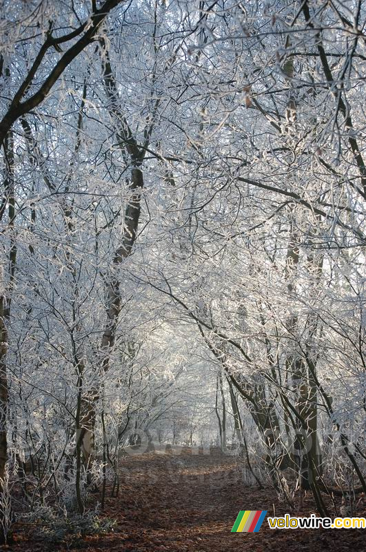 Chemin forestier