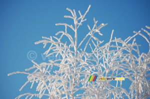 Des branches blanches devant un ciel bleu (2) (341x)