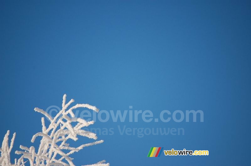 White branches and a bleu sky (2)