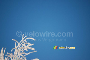 Des branches blanches devant un ciel bleu (3) (273x)