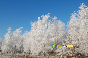 Une forêt hivernale (331x)