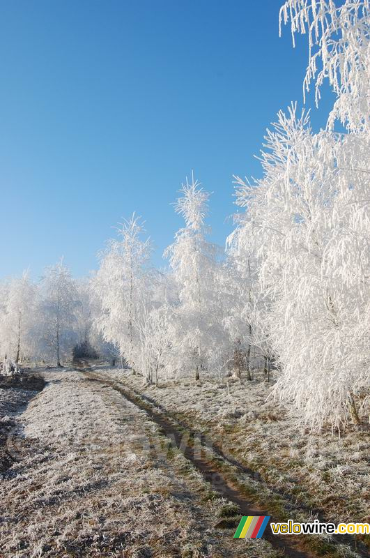 A wintery forest path (2)